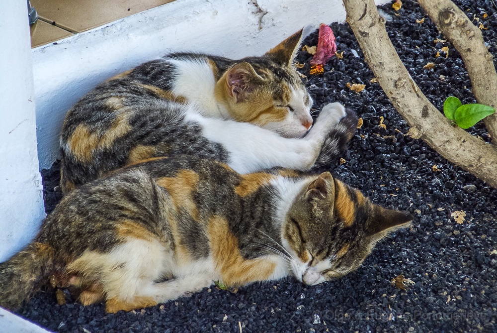CIMG0475.jpg - Los gatitos estan durmiendo en Las Adelfas.