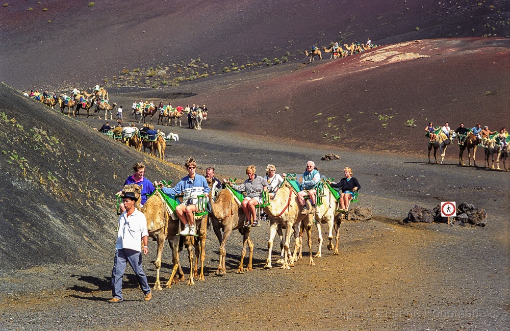 Camels.jpg - La excursión en los camellos.