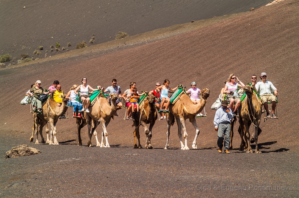 PICT0097.jpg - Timanfaya. La excursión en camellos.