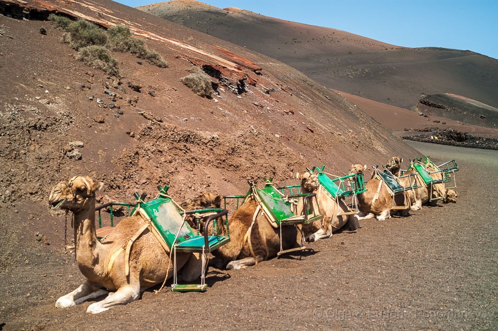 PICT0103.jpg - Timanfaya. La excursión en camellos.