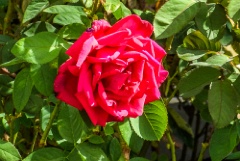 CIMG0615
