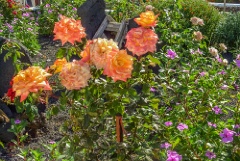 CIMG0630