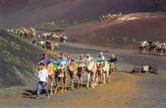 Camels