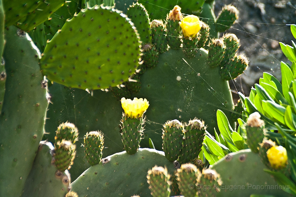 20110515_OLGA_1315.jpg - Mercadillo en Teguise