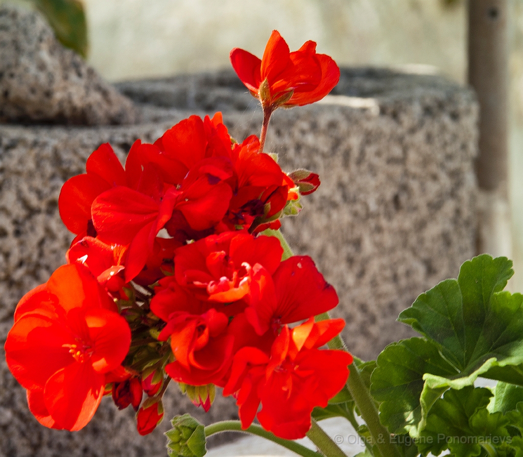 20110515_OLGA_1451.jpg - Mercadillo en Teguise