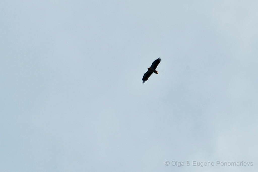 20110518_EUGENE_0220.jpg - Águila en la Isla de Alegranza