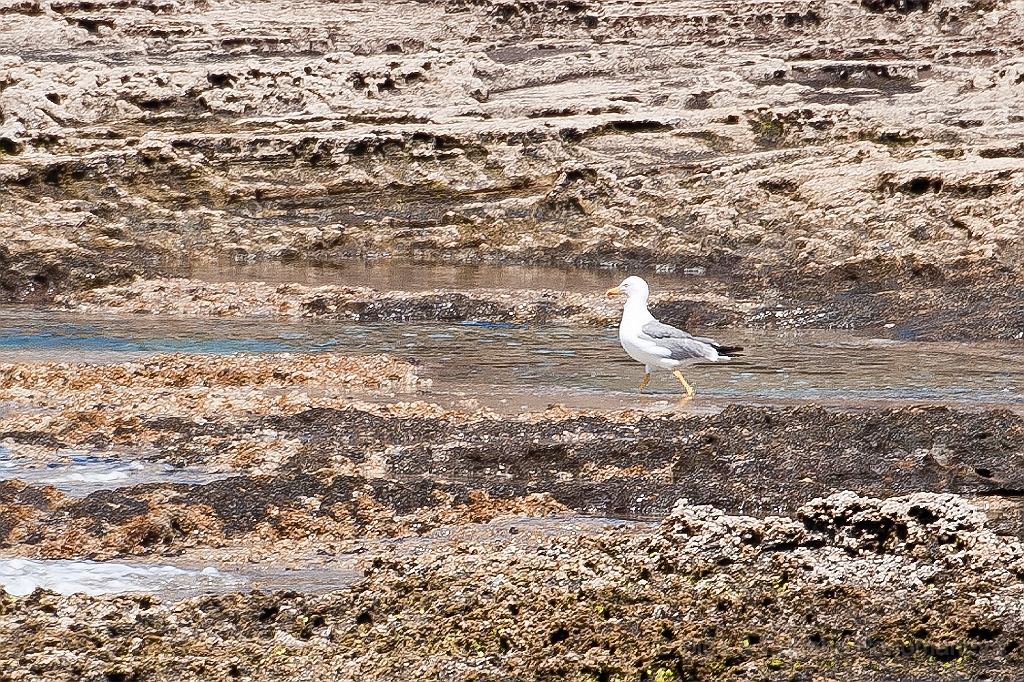 20110518_EUGENE_0286.jpg - La gaviota en la Isla de Alegranza.