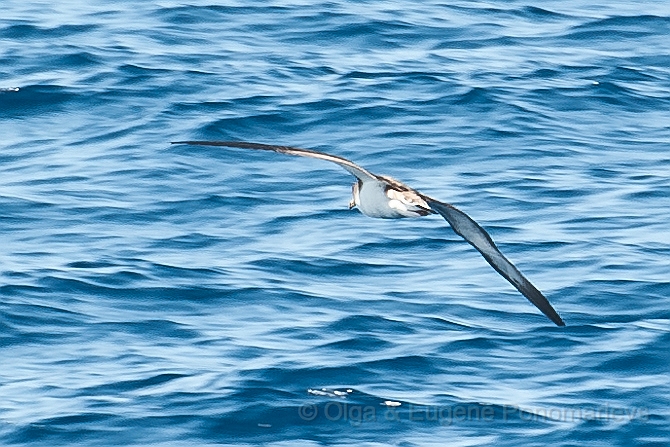 20110518_EUGENE_0308.jpg - Cory's Shearwater