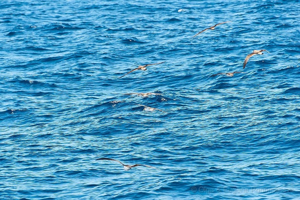 20110518_EUGENE_0319.jpg - Cory's Shearwater