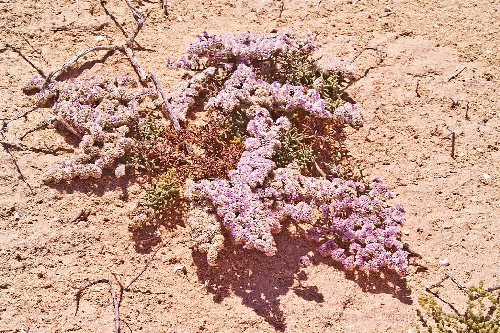 20110518_OLGA_1151.jpg - La Graciosa, la Playa Lambra.