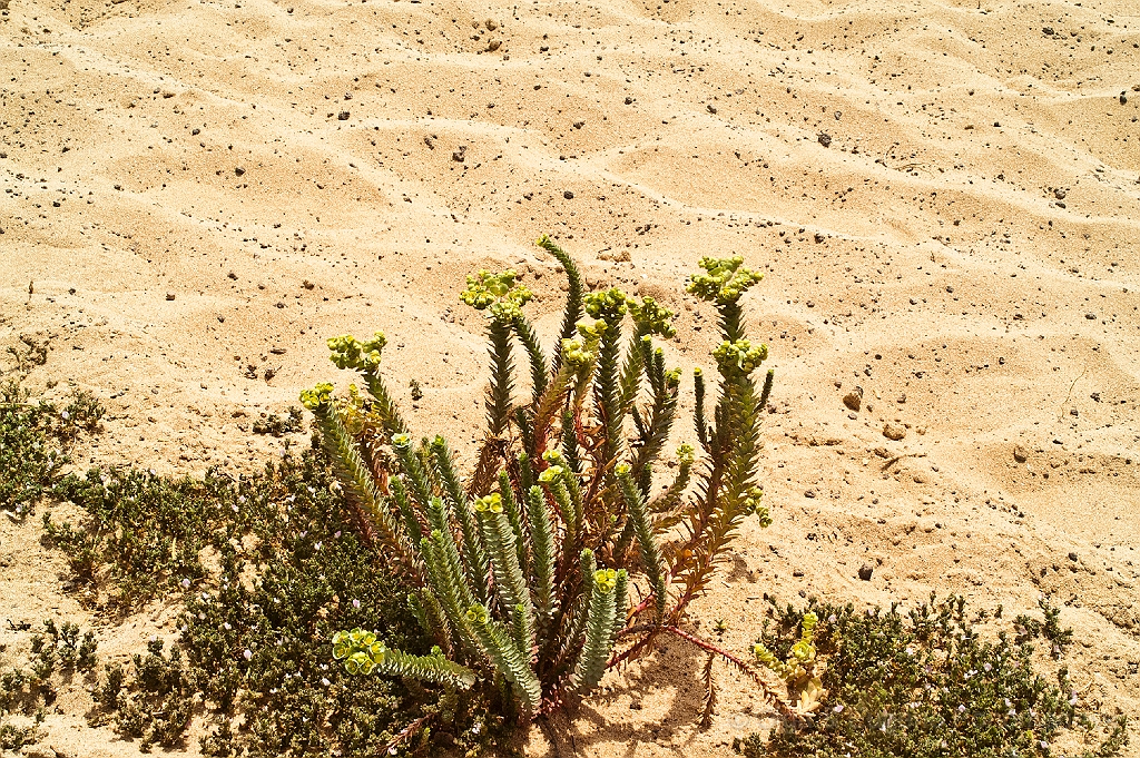 20110518_OLGA_1179.jpg - La Graciosa, la excursión en jeeps.