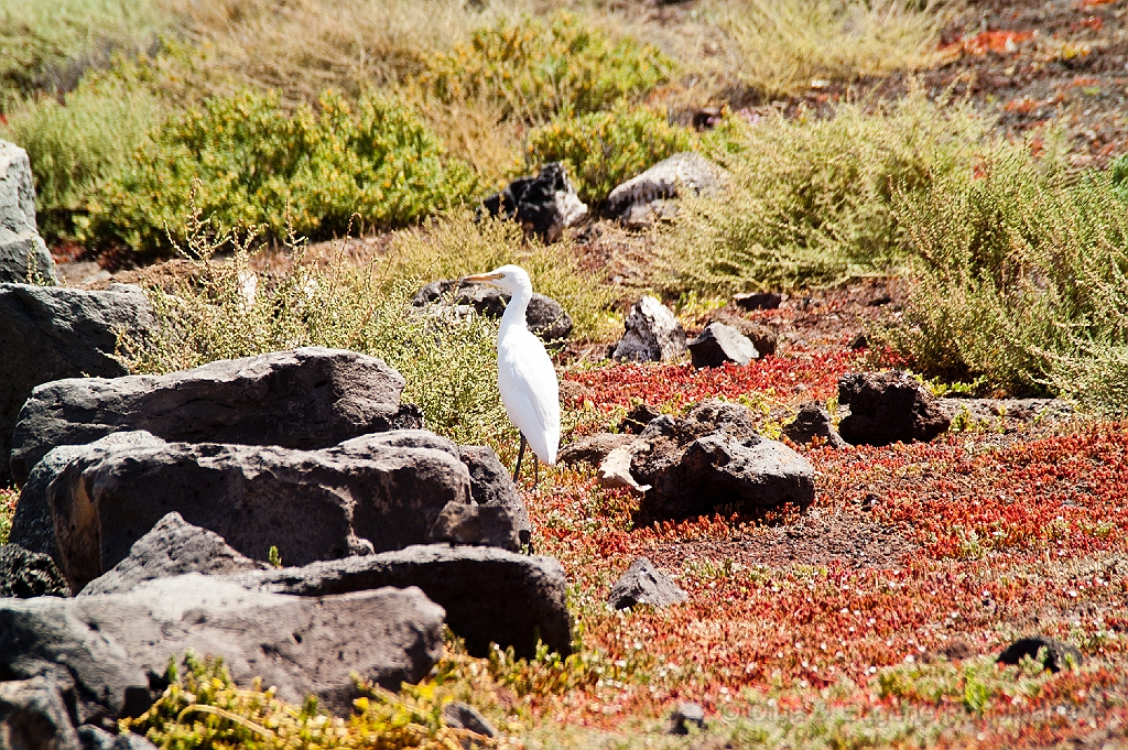 20110521_OLGA_1785.jpg - El Golfo