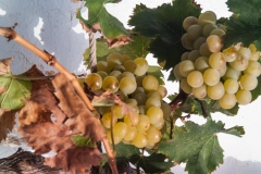 OLGA20121010PICT4007