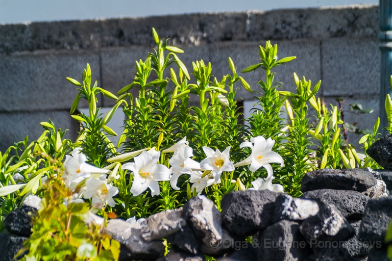 OLGA20130414PICT4164.jpg - Mercado en Teguise por los domingos