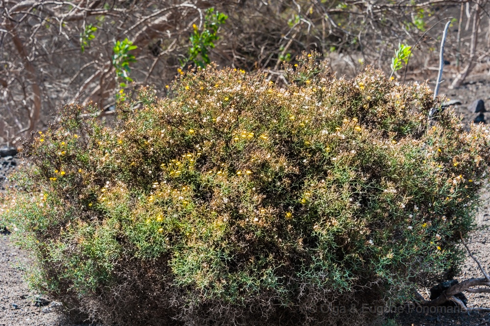 EUGENE20130902_DSC6874.jpg - La planta cómo la residencia comunal