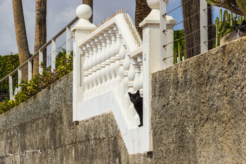 OLGA20160930_DSC2755.jpg - El paseo pedestre de Puerto del Carmen a Puerto Calero