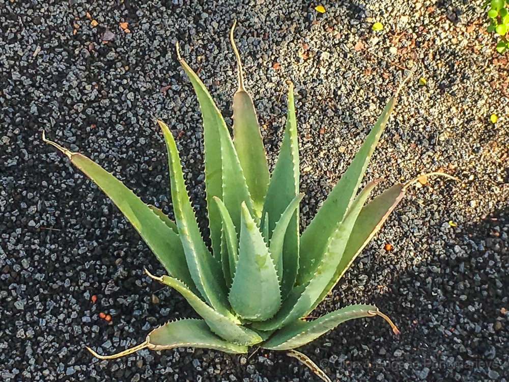 EUGENE20181026IMG_0890.jpg - Apartamentos Los Jardines. Aloe Vera