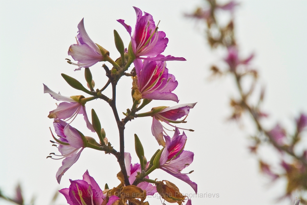 20090627TNRF00151STK.jpg - Una flor