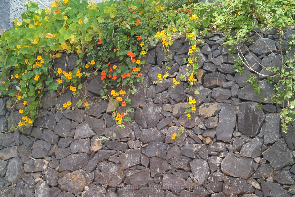 20090627TNRF00157STK.jpg - Unas flores