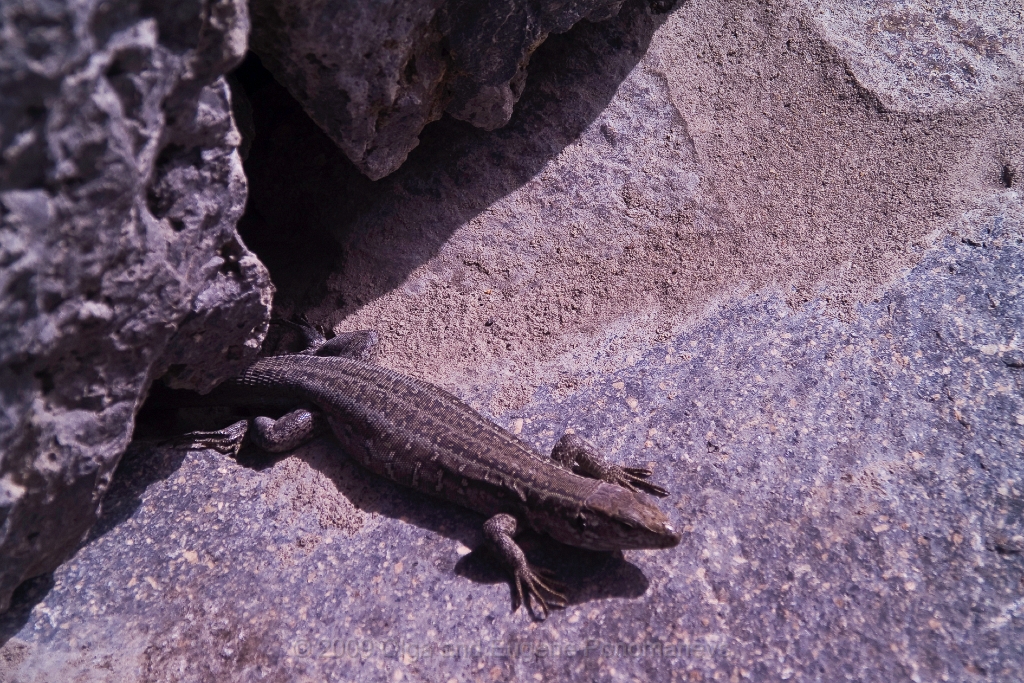20090627TNRF00264STK.jpg - Un lagarto en Puerto de Santiago