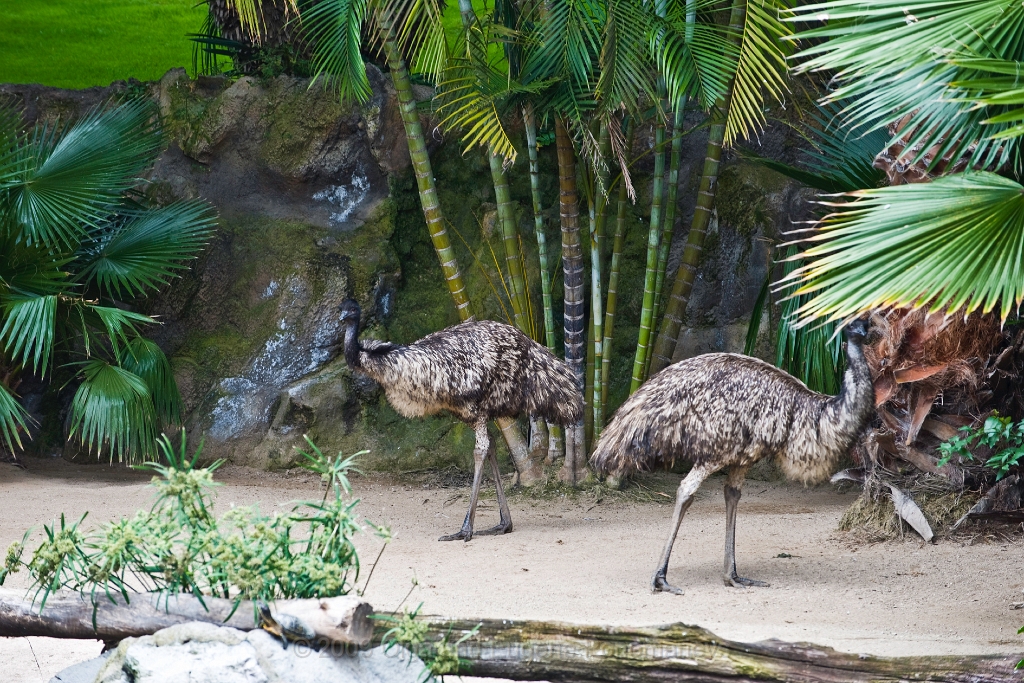20090627TNRF00669STK.jpg - Loro Parque