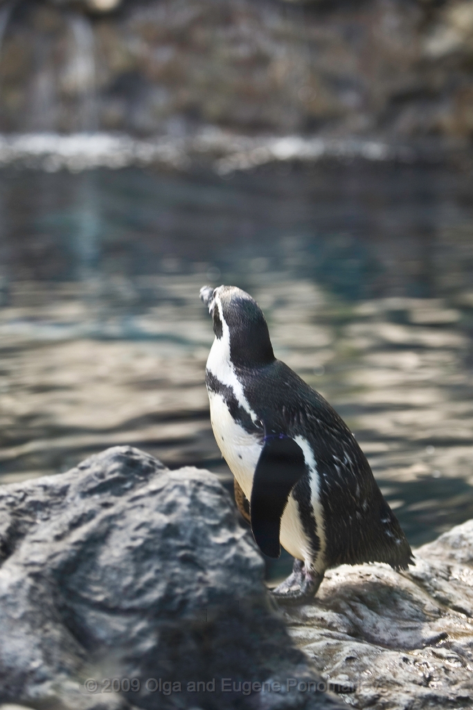 20090627TNRF00676STK.jpg - Loro Parque