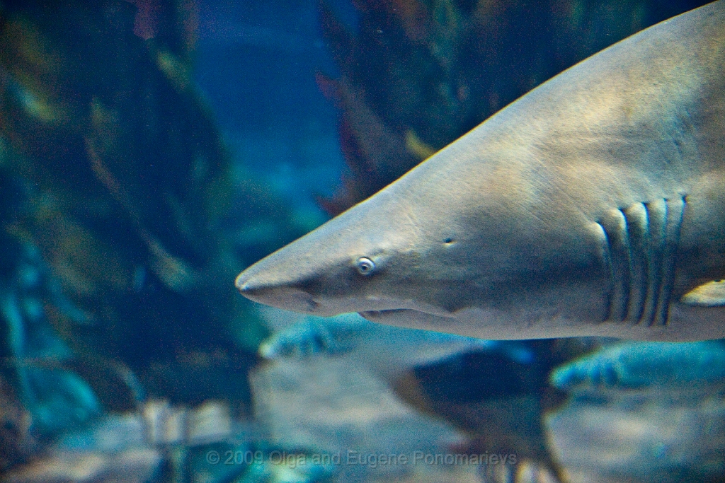20090627TNRF00695STK.jpg - Un tiburón en Loro Parque