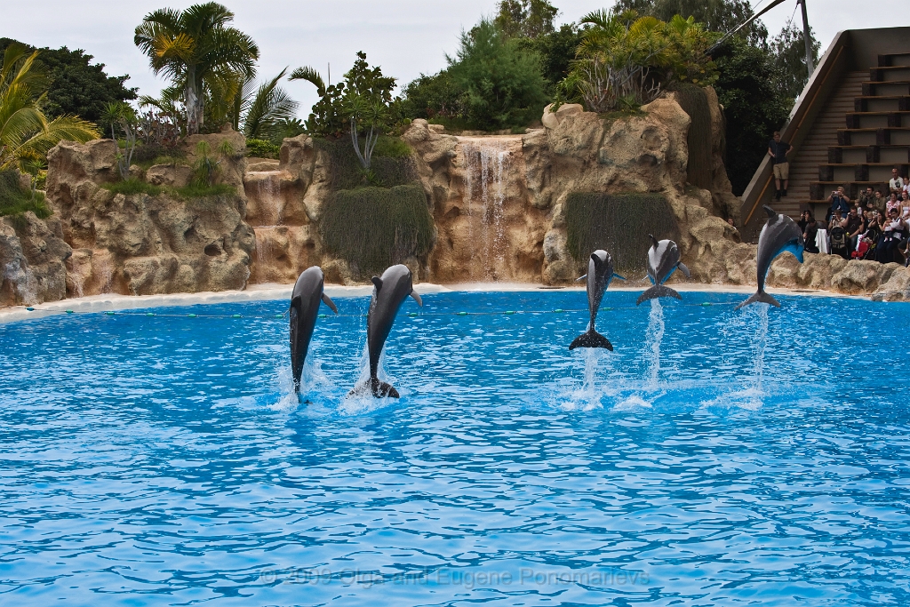 20090627TNRF00780STK.jpg - Loro Parque