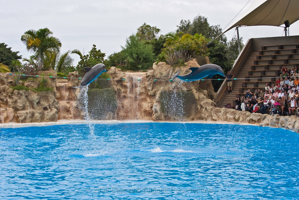 20090627TNRF00789STK.jpg - Loro Parque