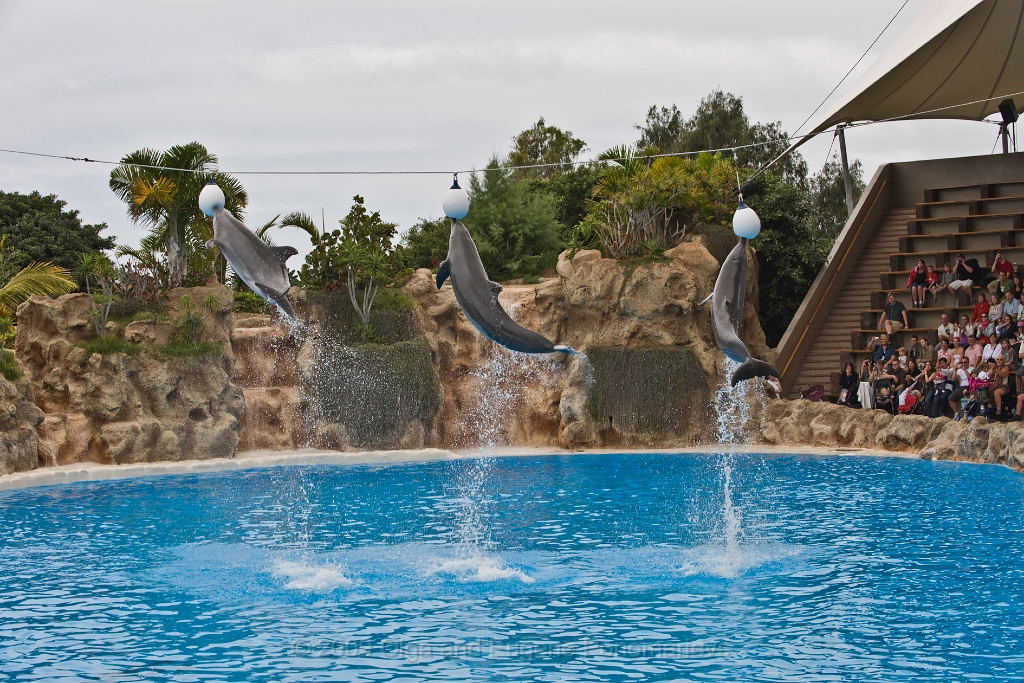 20090627TNRF00824STK.jpg - Loro Parque