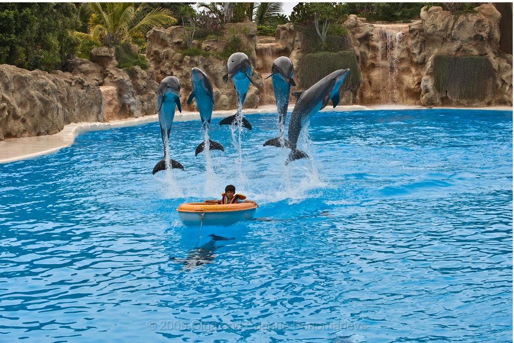 20090627TNRF00854STK.jpg - Loro Parque