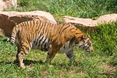 20090628TNRF01105STK